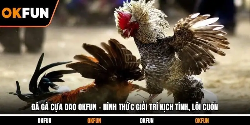 đá gà cựa dao