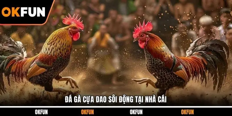 Đá gà cựa dao sôi động tại nhà cái