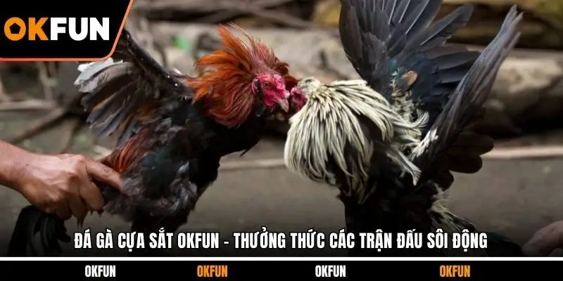 đá gà cựa sắt