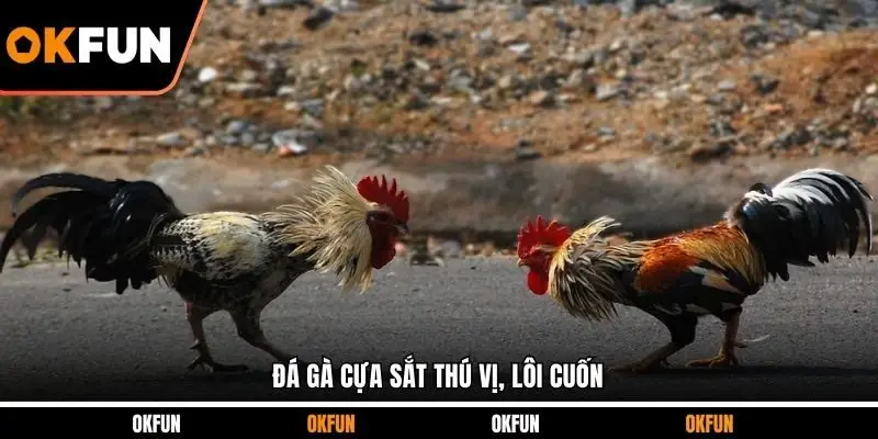Đá gà cựa sắt thú vị, lôi cuốn