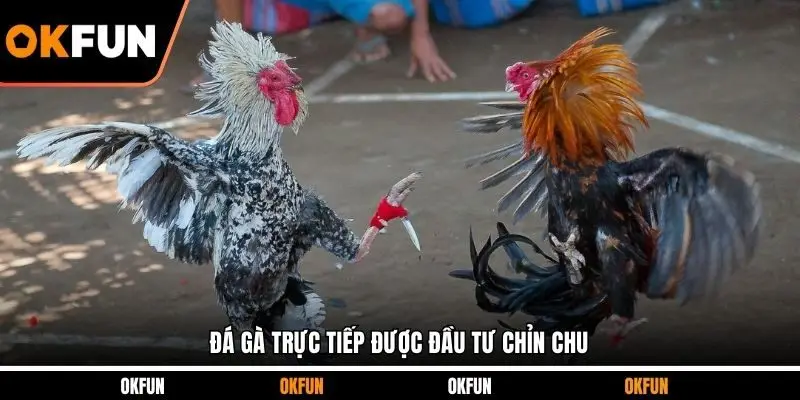 Đá gà trực tiếp được đầu tư chỉn chu