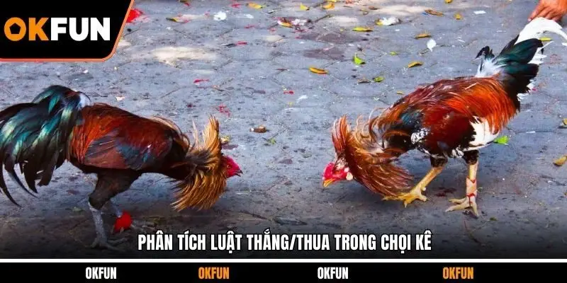 Phân tích luật thắng/thua trong chọi kê