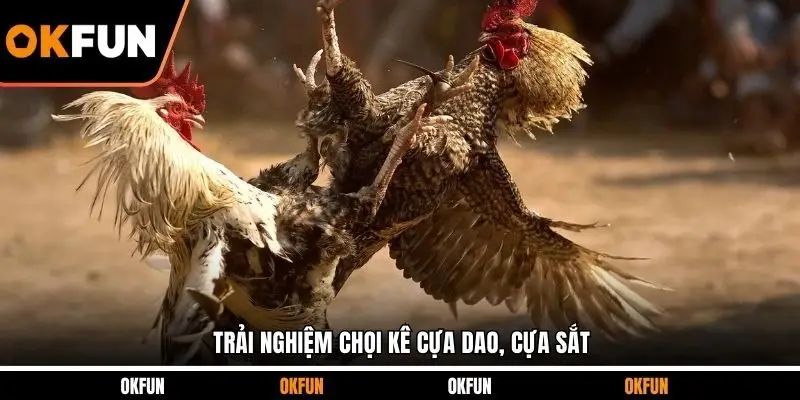 Trải nghiệm chọi kê cựa dao, cựa sắt